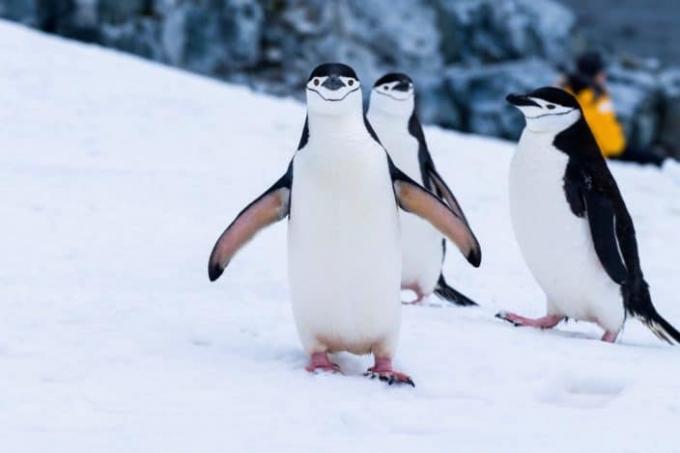Авантюрные развлечения — увидеть пингвинов в Антарктиде.jpeg