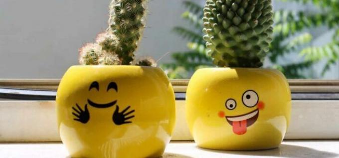 კაქტუსის მცენარეები ყვითელ კერამიკულ ღიმილიან ვაზებში